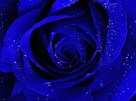 Blue Rose Desktop Wallpaper Wide High Quality Blue Rose