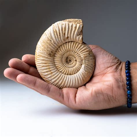 Natural Ammonite Fossil Astro Gallery Touch Of Modern