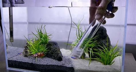 Do Fish Poop And Pee Fish Facts The Aquarium Guide