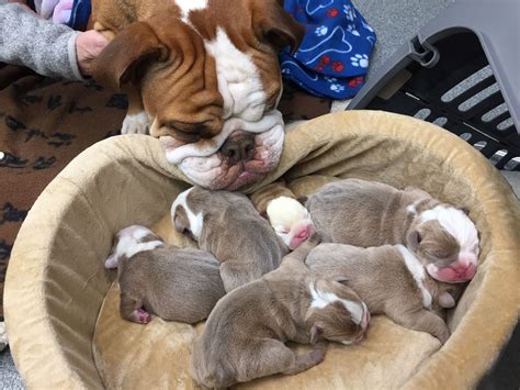 Mama Is Adoring Her Newborn Baby Bulldogs Bulldog Puppies For Sale
