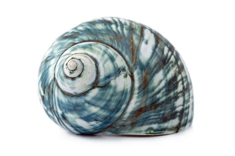 Blue Sea Shell Free Stock Photo Public Domain Pictures