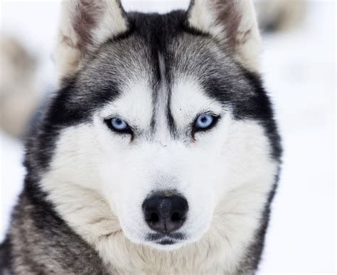 el husky siberiano conoce todo sobre esta raza