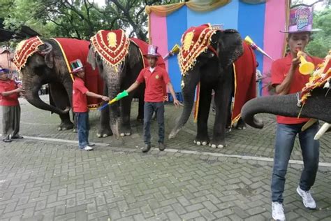 Berkunjung Ke Wisata Kebun Binatang Surabaya Yang Populer Se Asia