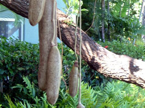 Sausage Tree Kigelia Africana Flower Database