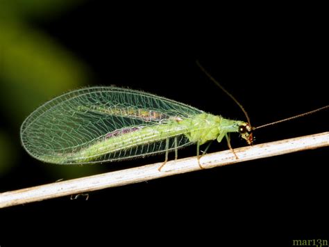 Green Lacewing Deprecated North American Insects And Spiders