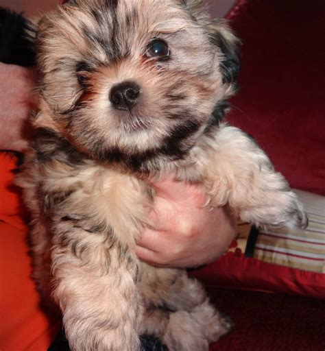 If you are unable to find your poochon puppy in our puppy for sale or dog for sale sections, please consider looking thru thousands of poochon dogs for adoption. Malshi Puppies for sale | Southampton, Hampshire | Pets4Homes