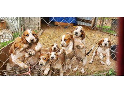 Saving coonhounds and bloodhounds across america. 5 English Coonhound Puppies for Sale in Whites Creek ...