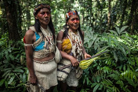 Ecuador Vacuna A Ind Genas De Zona Intangible De La Amazon A