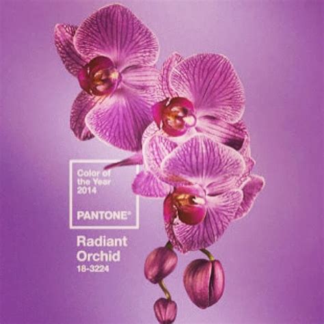 A Silk Flower Depot Blog Radiant Orchid For 2014 Color Trend