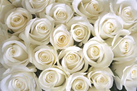72 White Roses Background