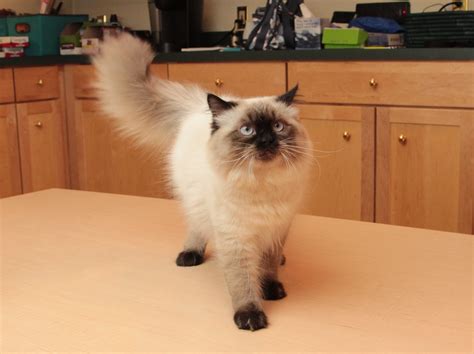 Seal Point Himalayan Cat Inside Himalayan Cat Is A Breed Or Sub Breed