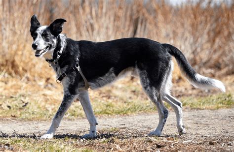 Border Collie Blue Heeler Mix Top Facts And Guide Animal Corner