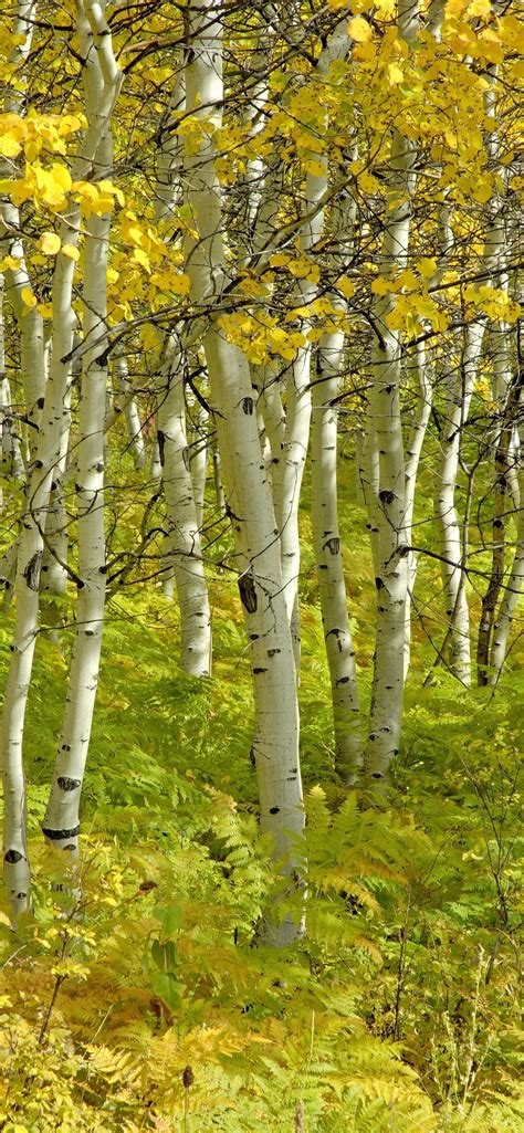 Wallpaper Autumn Birch Forest Trees 3840x2160 Uhd 4k Picture Image