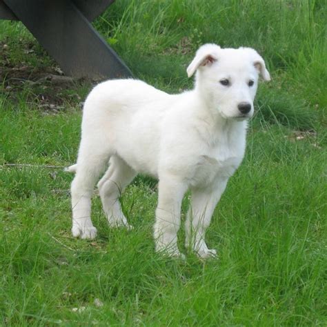 Bred for intelligence and white color, our white german shepherd all our puppies and dogs are registered as purebred german shepherd dogs and come with registration app., are vet checked and guaranteed as strong healthy pups. Milperthusky (milperthusky) Instagram Posts, Videos ...