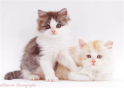Two Cute Kittens 5 Weeks Old Photo Wp22202