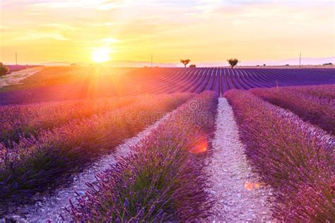 Beautiful Sunset Lavender Field Stock Photo Image Of Lavande