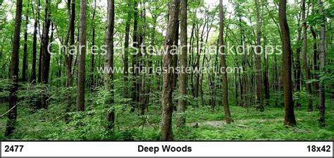 Deep Woods Backdrop Backdrops By Charles H Stewart