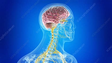 Aug 05, 2013 · the nervous system, essentially the body's electrical wiring, is a complex collection of nerves and specialized cells known as neurons that transmit signals between different parts of the body. Human Central Nervous System Diagram - The cns, which comprises the brain and the spinal cord ...