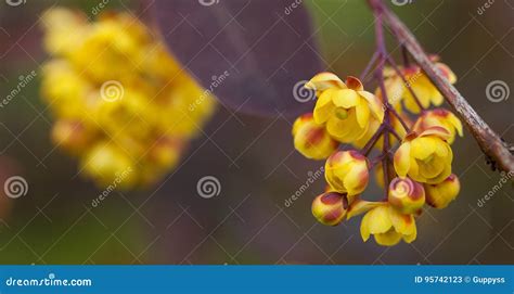 Yellow Flowers Of Barberry Stock Image Image Of Berberis 95742123