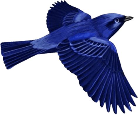 Dark Blue Bird Clip Art Png Dark Blue Bird Png Transparent Png Full
