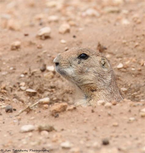 The Prairie Dogs Could Sense Danger When It Was Imminent Return To