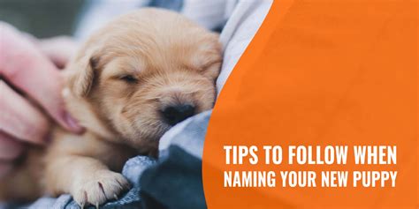 Top 20 Tips To Follow When Naming Your New Puppy
