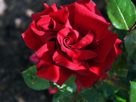 Red Rose Free Stock Photo Public Domain Pictures