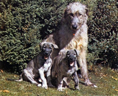 ИРЛАНДСКИЙ ВОЛКОДАВ [1988 Палмер Дж. - Ваша собака ...