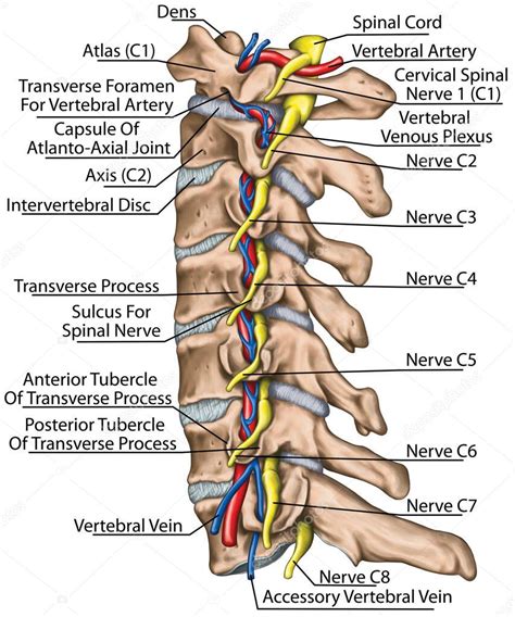 Columna Cervical Con Ambas Arterias Vertebrales En Foramen Transversal