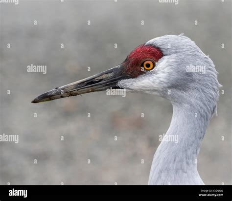 Portrait Of A Sandhill Crane Reifel Bird Sanctuary Westham Island