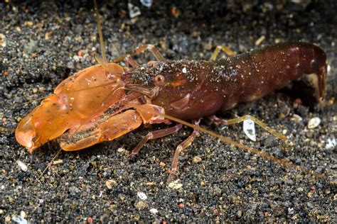The Deadly Powers Of Pistol Shrimps A Z Animals
