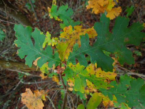 Peachy Hiker Poison Oak Information Treatment And Photos