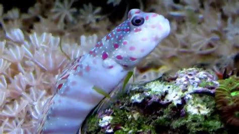 Aquarium Life Part 17 Pink Spotted Watchman Goby Care In A Reef
