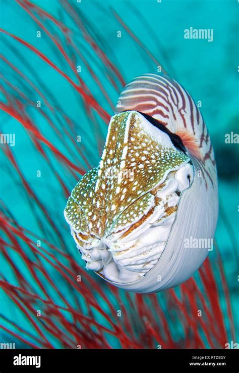 Chambered Nautilus Nautilus Pompilius Swimming In Front Of Red Sea