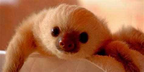 Baby Sloth Pictures From Social Media Sites Sloth Of The Day