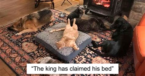 40 Jerk Cats Who Reigned Over Dogs And Stole Their Beds Bored Panda
