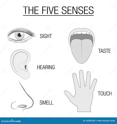 Five Senses Sensory Organs Chart Vector Illustration CartoonDealer