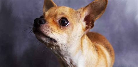 Crying Chihuahua Causes And How To Stop It