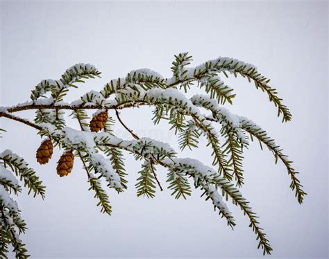 Snow Covered Pine Branches With Tiny Pine Cones In Winter Stock Image