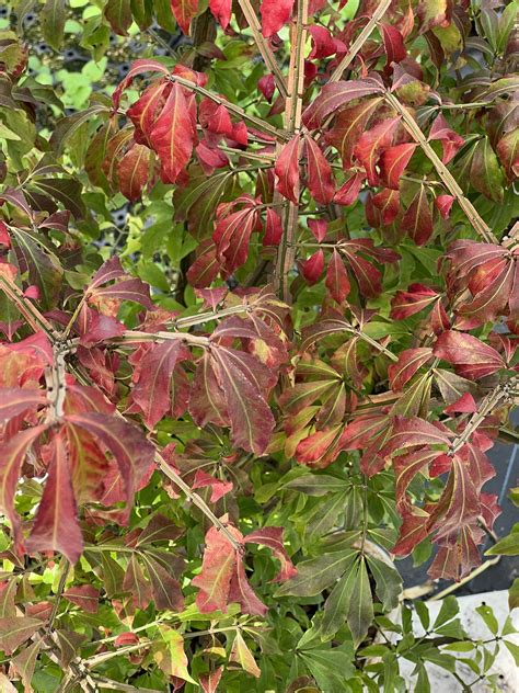 Euonymus Alatus Shop Established Euonymus Proctors Nursery