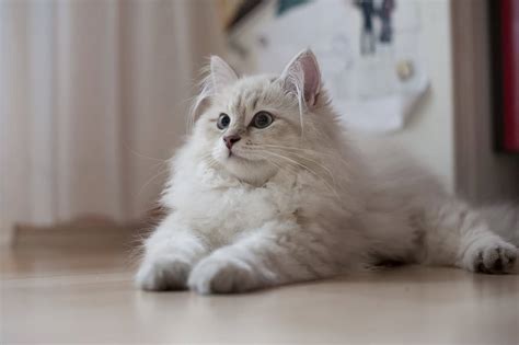 Siberian cats can get very large, although their size is a bit overrated. Siberian Cat | Cat Breed Selector