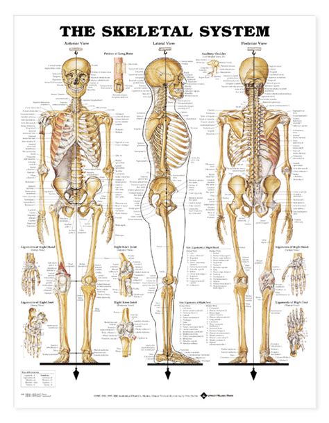 Skeletal System Antomical Reference Chart 20x26