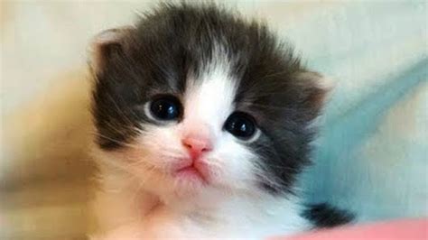 11 Terbaru Cutest Cat On Earth