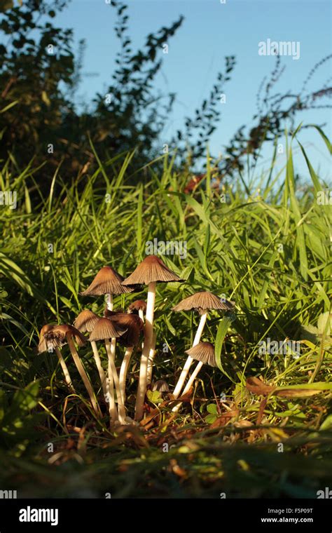 Fungi Photography Uk Hi Res Stock Photography And Images Alamy