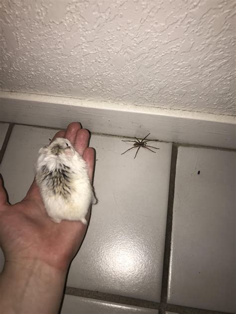 Is This An Albino Spider Or Just A White Spider Either Way He Looks
