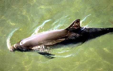 Harbor Porpoise Ocean Treasures Memorial Library