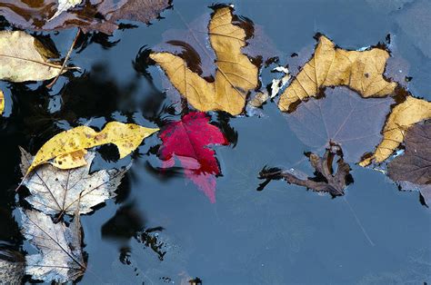 Floating Leaves Photograph By Ward Mcginnis Fine Art America