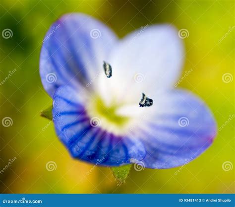 Beautiful Little Blue Flower On Nature Stock Image Image Of Floral