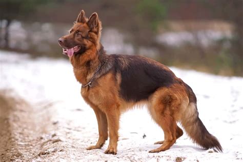 Liver German Shepherd All You Need To Know About Liver Gsds