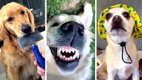 Ultimate Funny Dogs Compilation 🤣 Cutest Puppies On The Internet 🐕